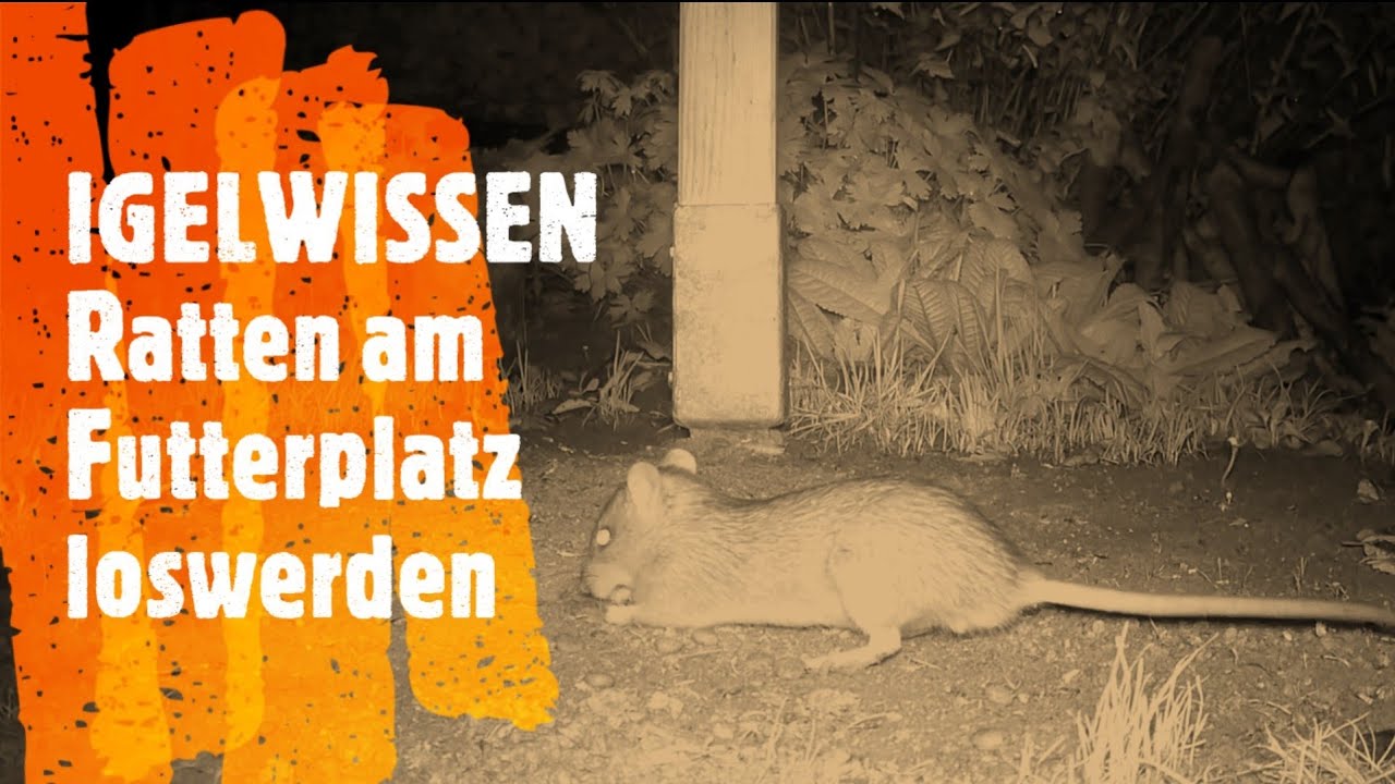 HEDGEHOG FACTS🦔- How to Get Rid of Rats🐀 at the feeding place