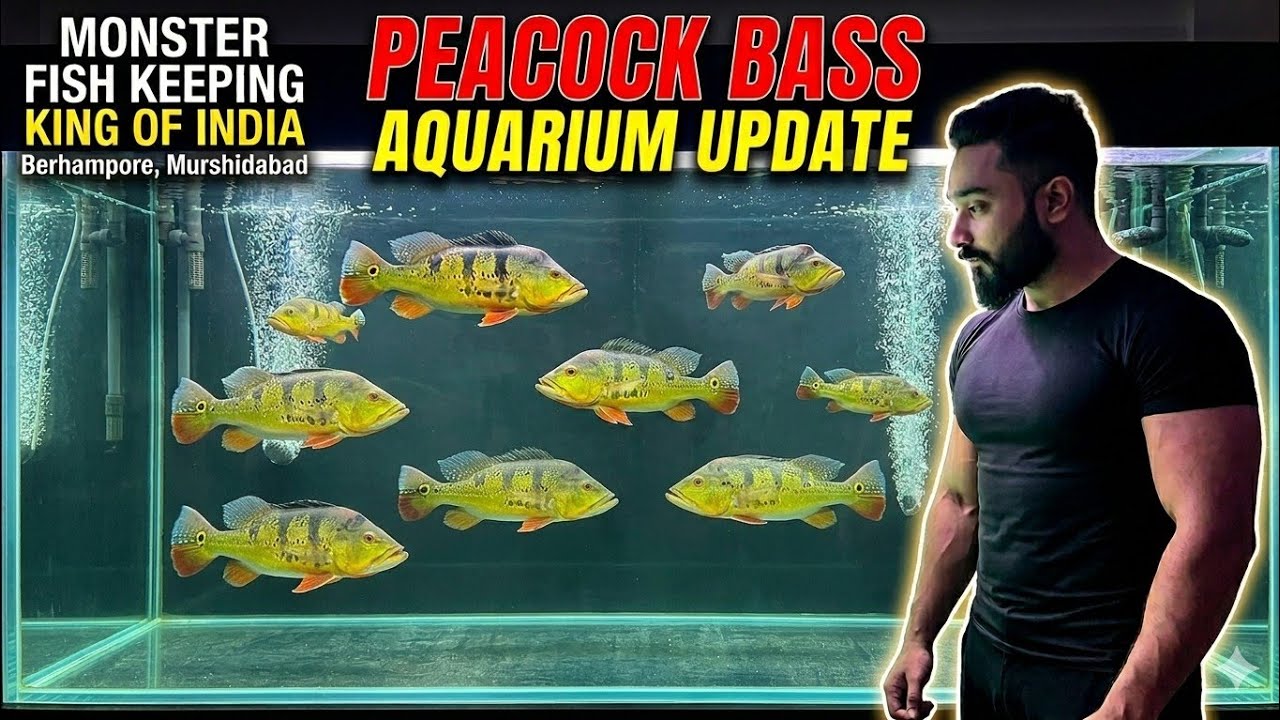 Update on my peacock bass collection🦚 #monsterfishkeeper #aquariumfish #india 