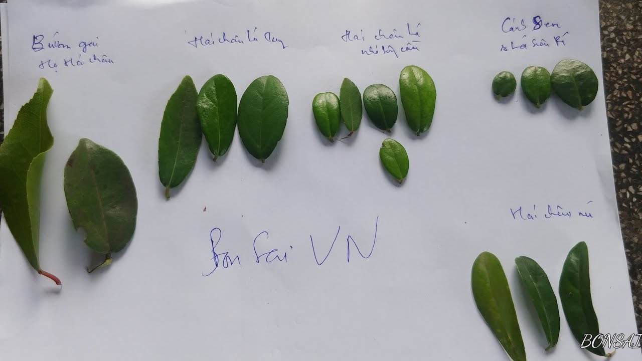 CHỌN ĐÚNG CÂY HẢI CHÂU PHẦN 1