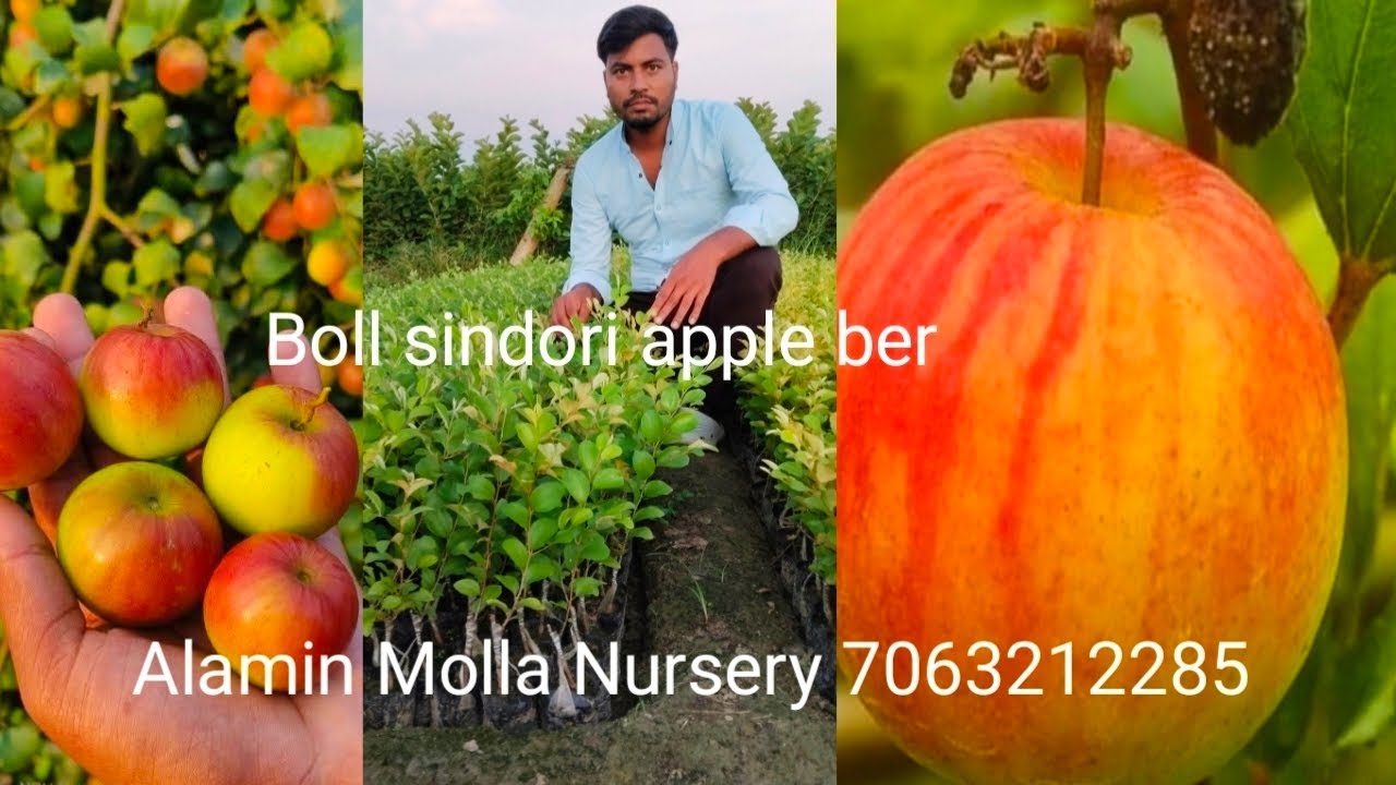 Boll sindori apple ber Alamin Molla Nursery west bengal kolkata north 24 parganas 7063212285