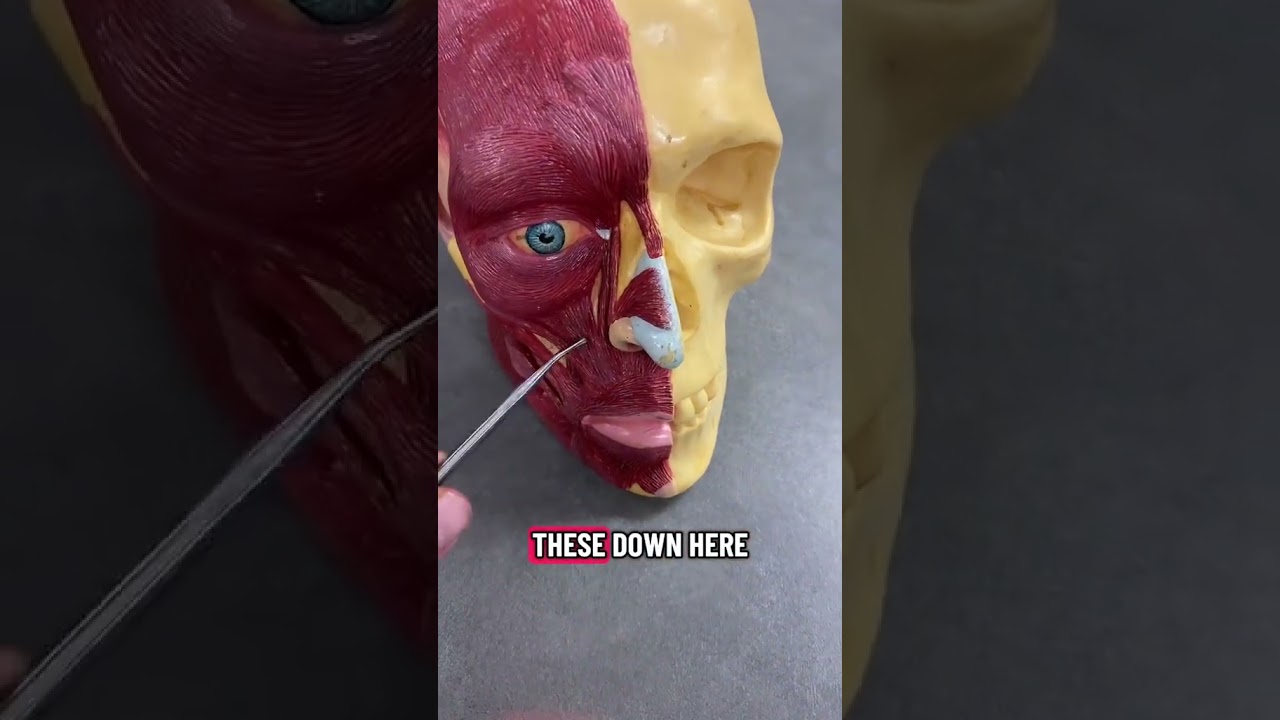 Cranial Nerves 6 & 7. Extraocular muscle the lateral Rectus. Cranial nerve 7 is facial for facial