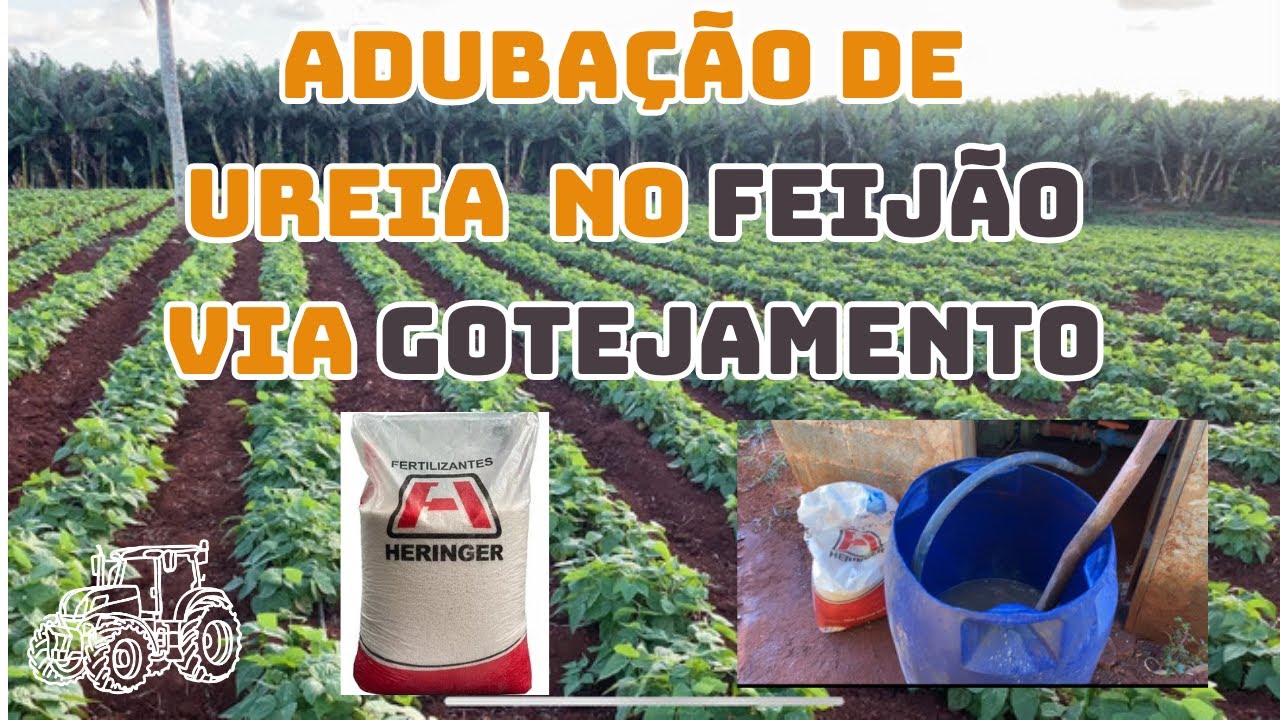 Plantio de Feijão: Veja como fazer a adubação de cobertura do seu feijão com Ureia
