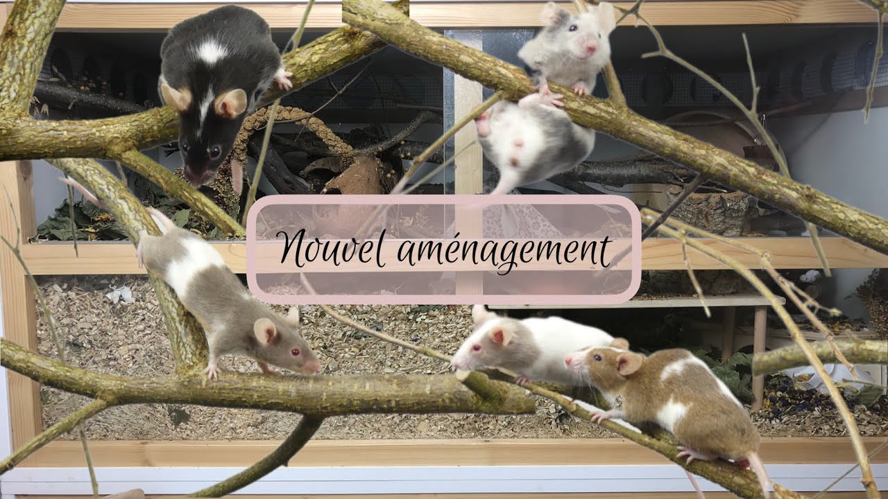 Nouvel aménagement chez les souris -Mice enclosure