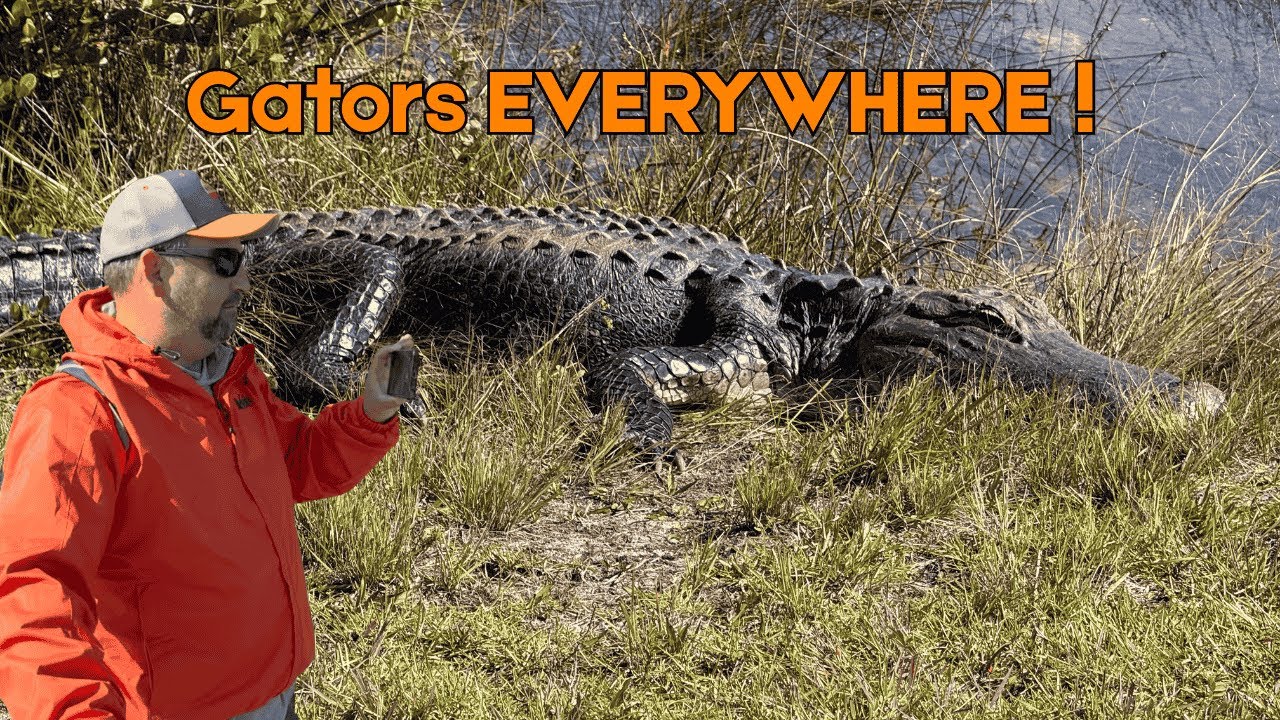 We Saw SO Many ALLIGATORS in Everglades National Park