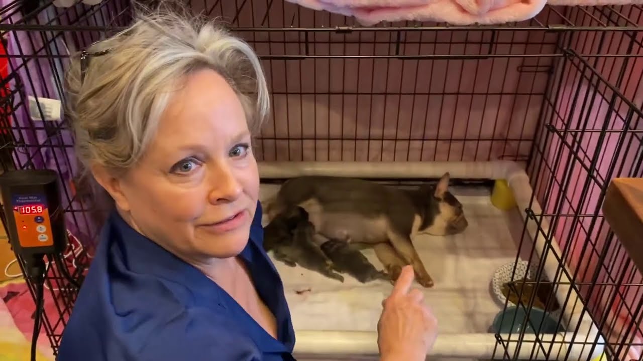 How to get new mother to stimulate puppies so they poop