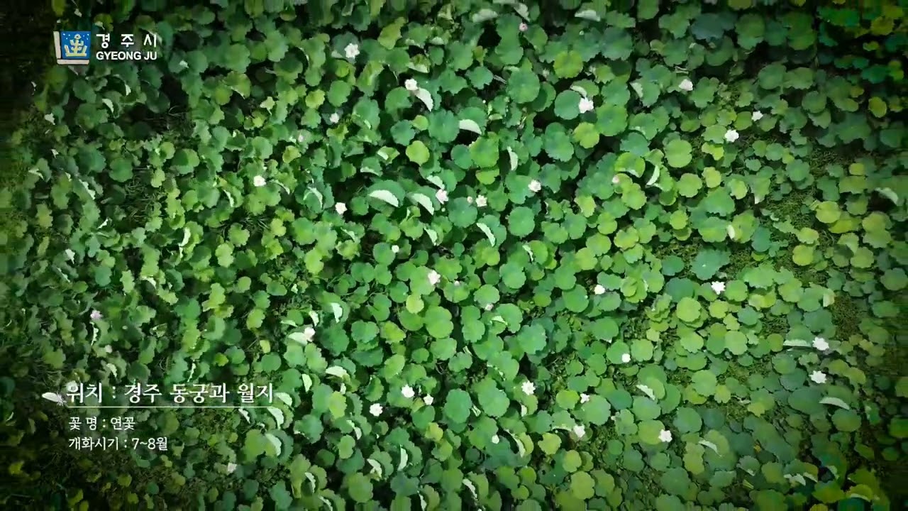 사적 꽃(사계절)