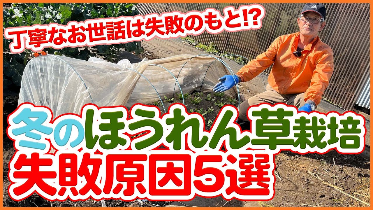 家庭菜園や農園の冬のほうれん草栽培は丁寧にやると失敗の原因！？失敗原因5選を徹底解説！【農園ライフ】/Tips for growing spinach from a Japanese farmer.