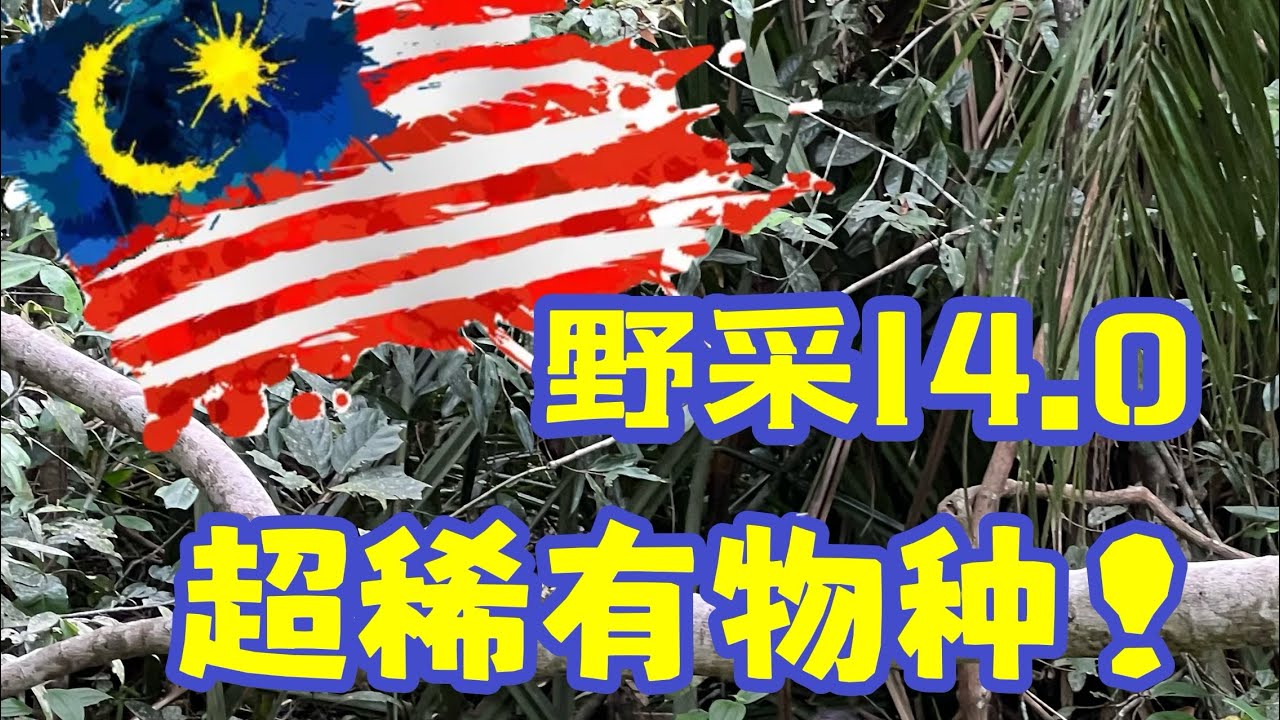 【Wild Catch 14.0】Super Rare Species in Malaysia