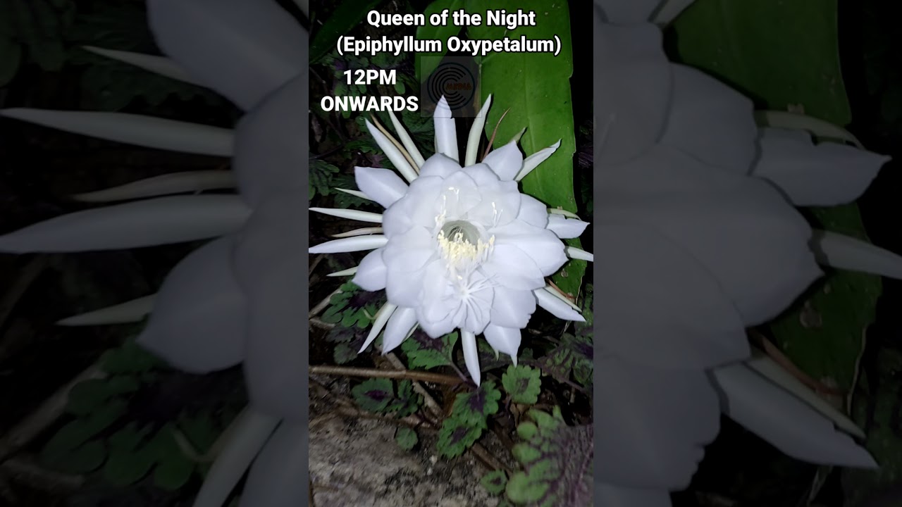 From Dusk Till Dawn, The Queen of the Night Bloom! (Epiphyllum Oxypetalum) | Curious Media PH