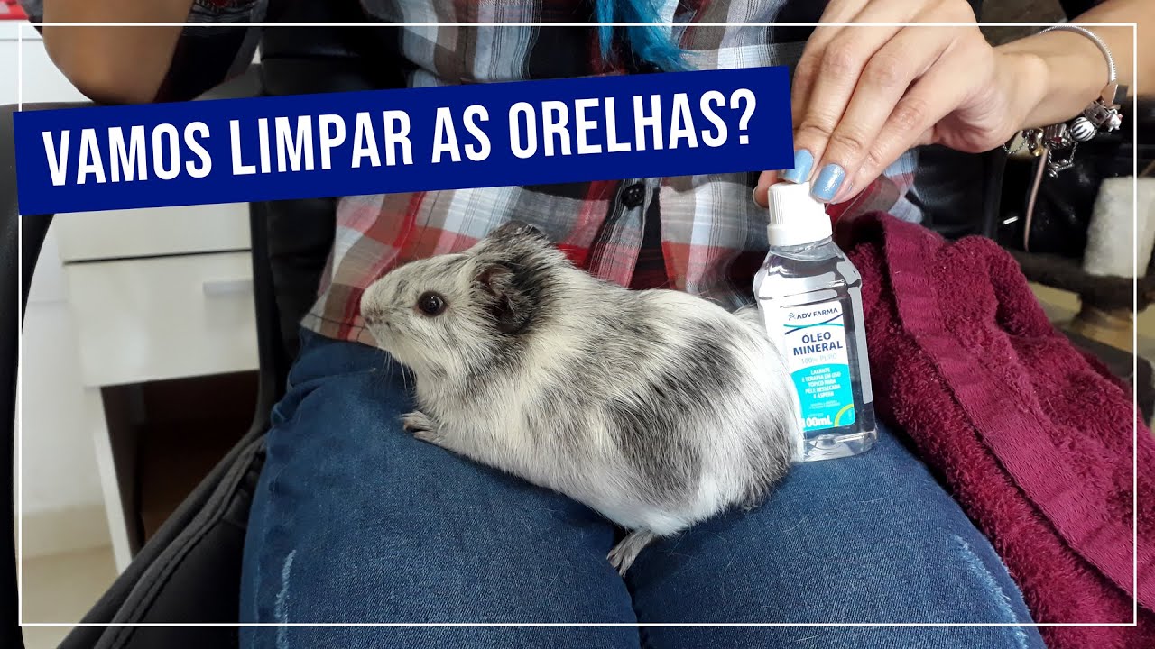 Como fazer a limpeza das orelhas do porquinho da índia 👂