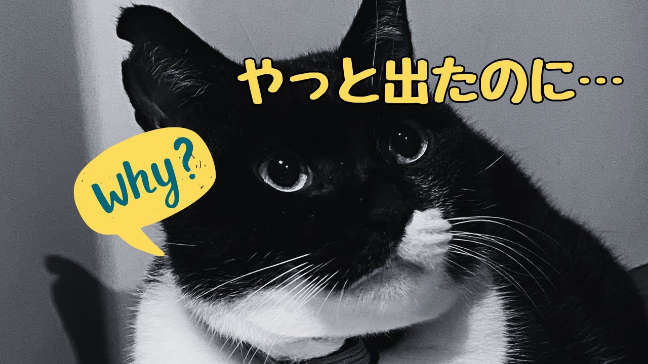 やっと出たのに…その後、ジローに起きた衝撃のこと【巨大結腸と急性腎不全】