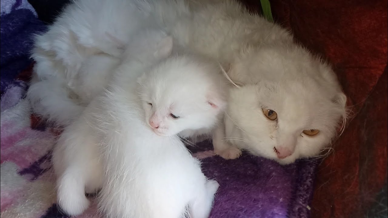 Mother Cat Has One Damaged Ear But Her Newborn Kittens Ears Are Looking Fine 