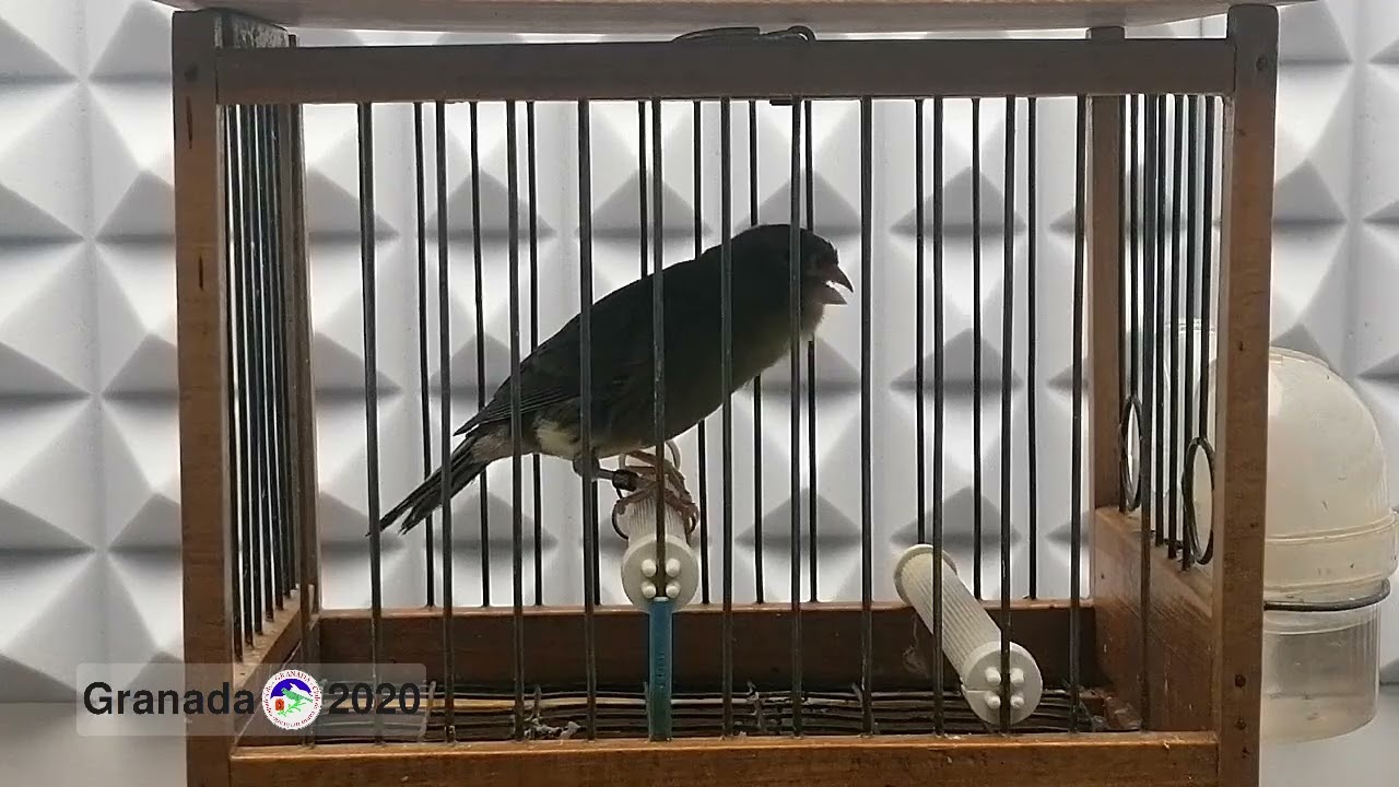 Granada 11-20 | Timbrado Español Floreado