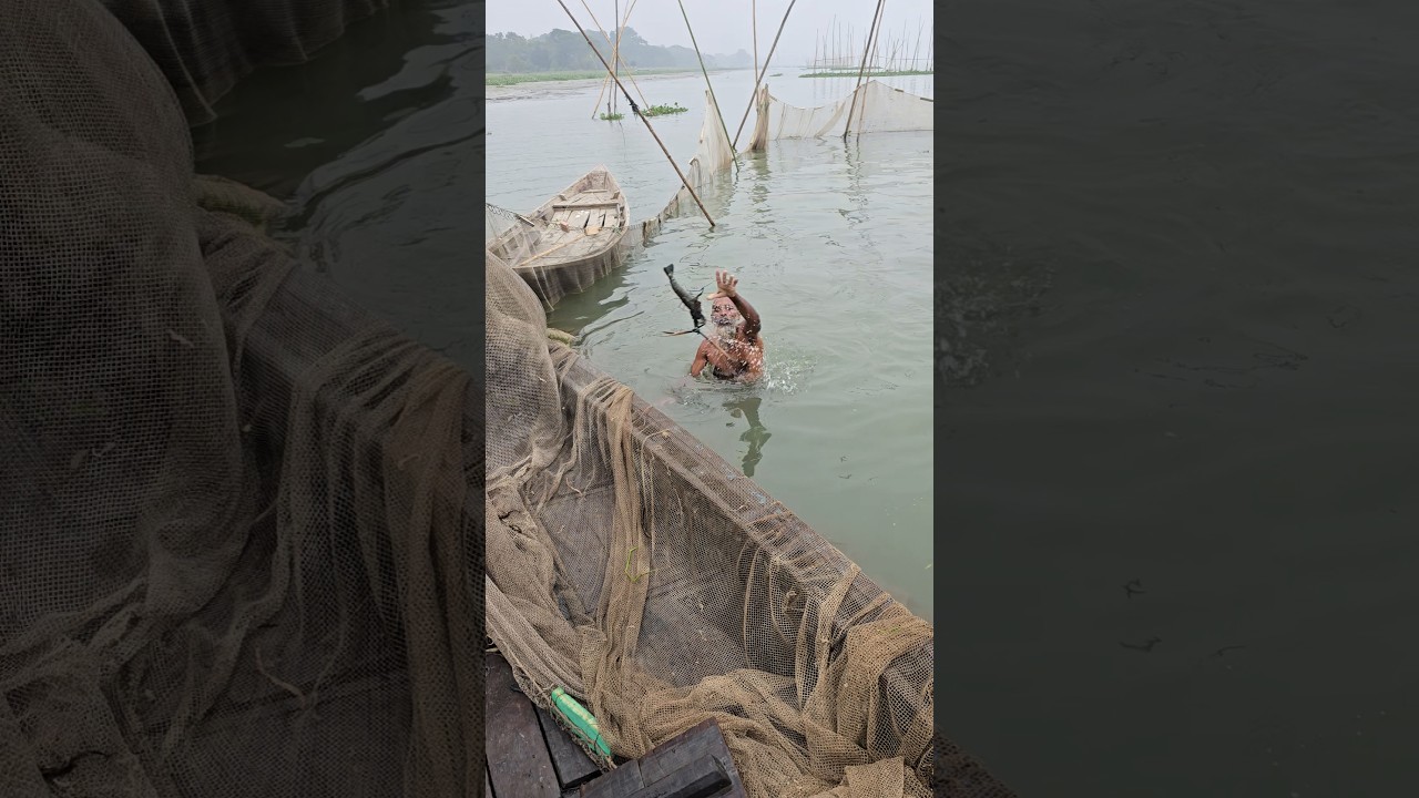 Catching shrimp from meghna river