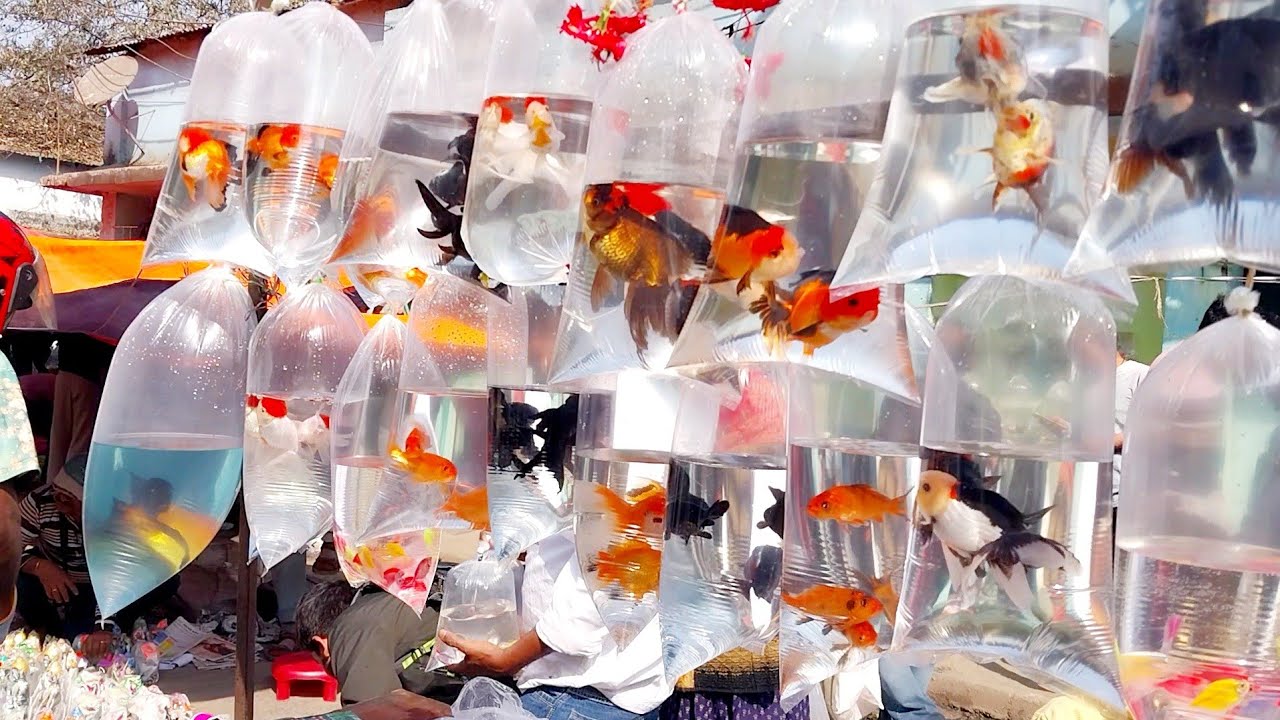 Fish Market | Galiff Street Fish Market Kolkata | Cheapest price | Recent Aquarium Fish Price Update