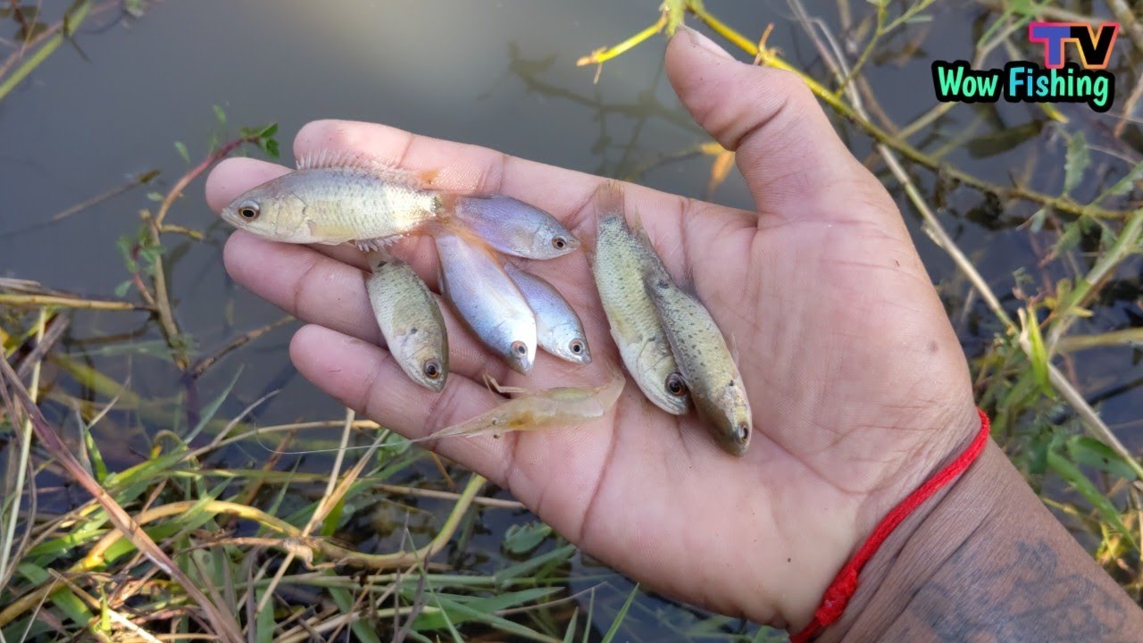 Catching Small Freshwater Fish by Hand in the Rice Field