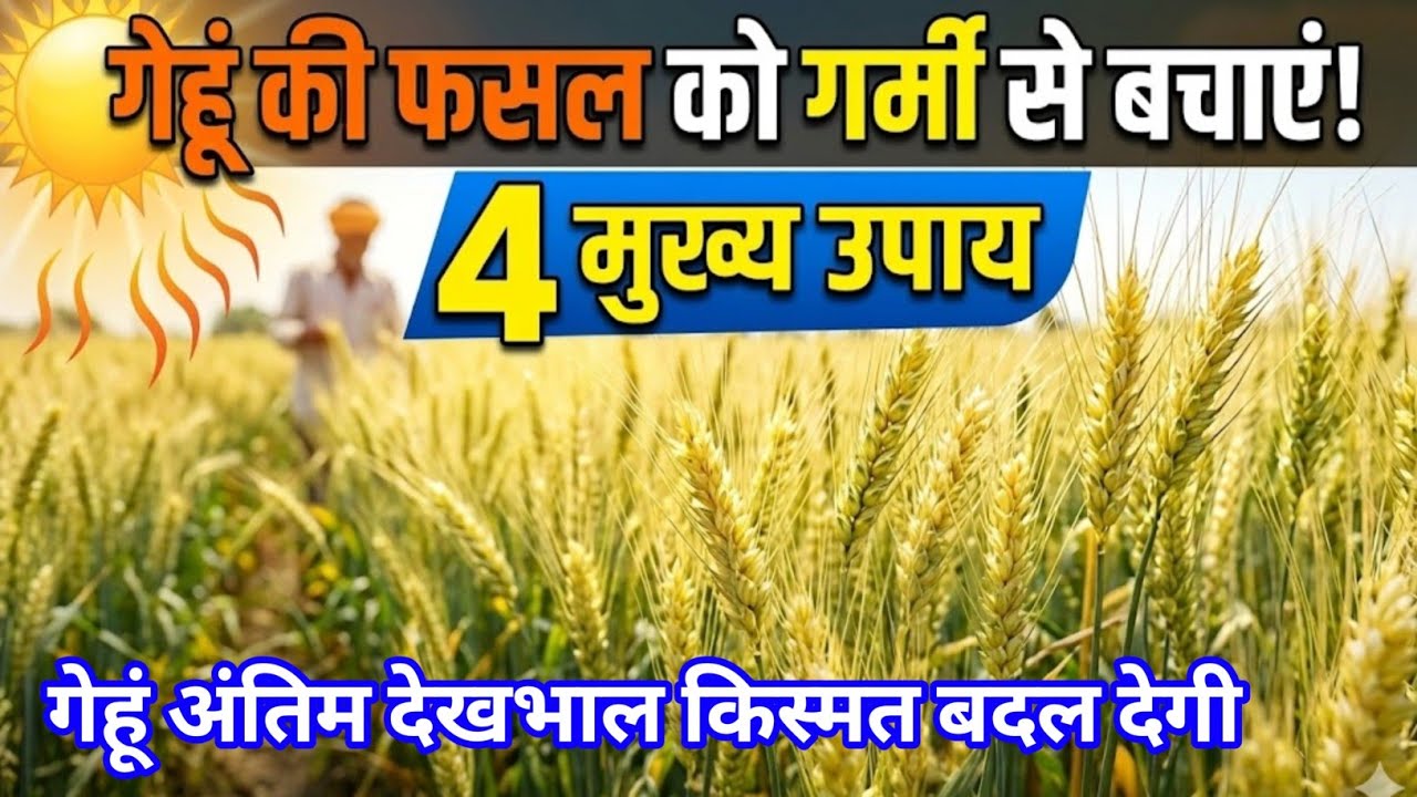 गेहूं की अंतिम देखभाल हारी बाजी जीत जाओगे l फसल को गर्मी से बचाने के उपाय l 35 कुंटल पैदावार 