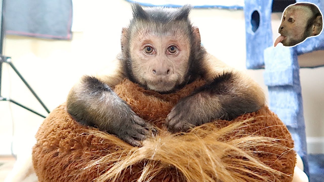 Monkey Monday PLAYROOM FUN!