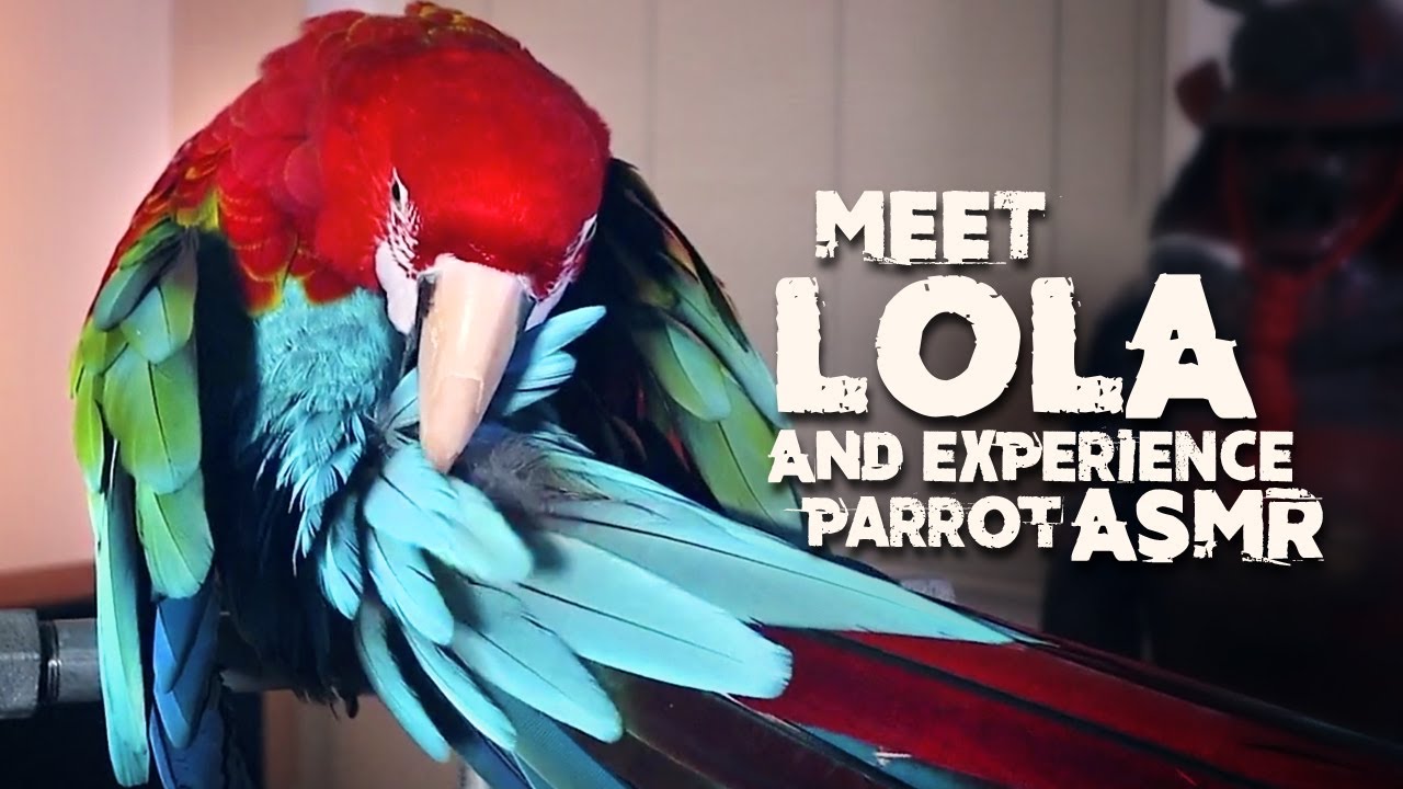 Is parrot ASMR even a thing? An evening with Lola my pet Greenwing Macaw