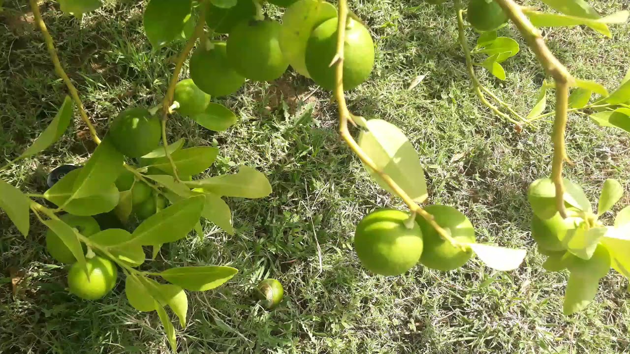 THE LIME TREE FRUITS #short