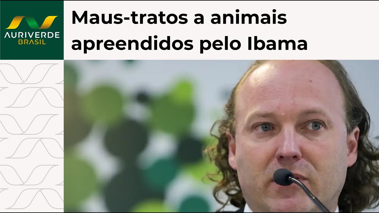 Ibama é denunciado por negligência com gado apreendido na região amazônica