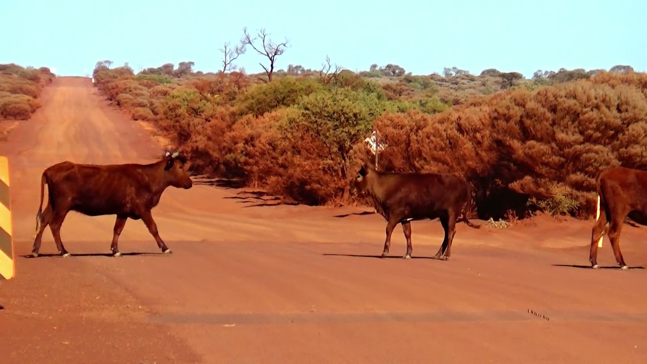 Video 45. On the Goldfields Highway between Meekatharra and Wiluna.