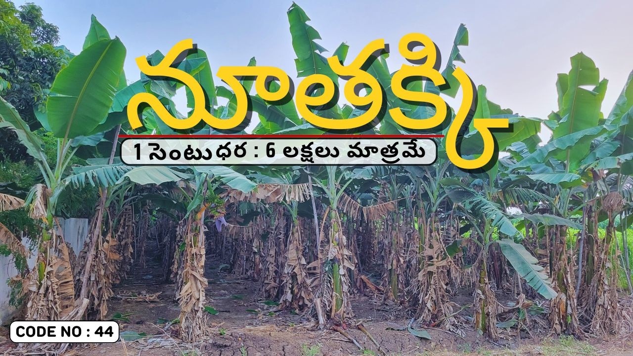Plot For Sale In నూతక్కి | Nutakki Land for sale | Land For Sale In Nutakki | Nutakki Plot For Sale