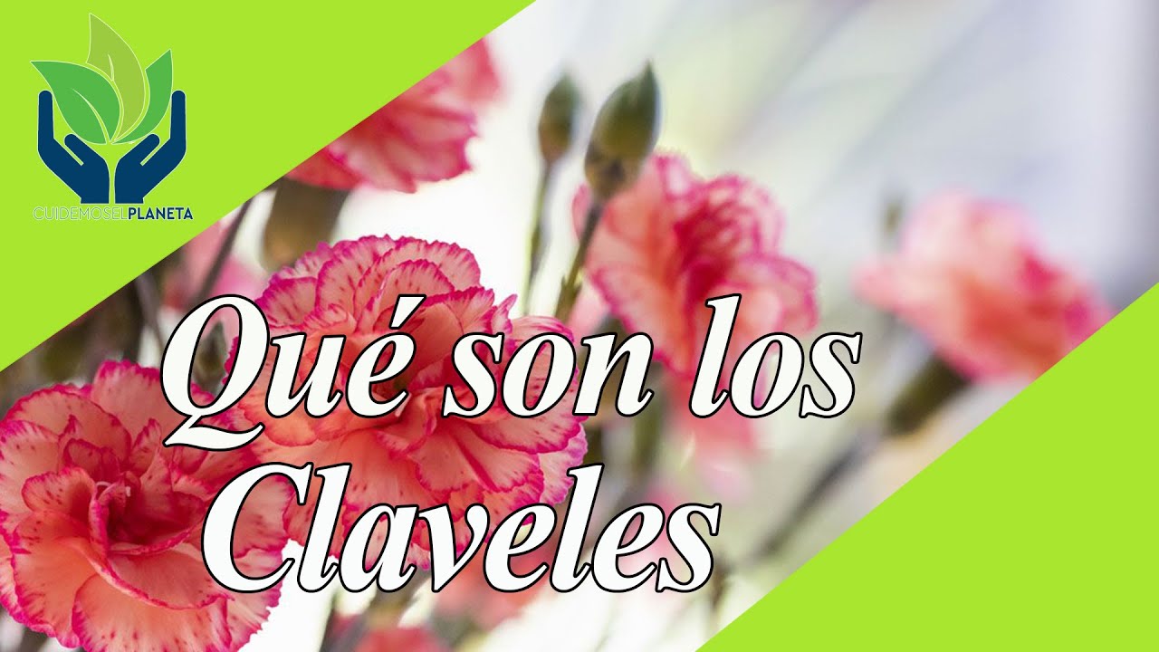 Clavel: tipos, caracter&iacute;sticas, im&aacute;genes, h&aacute;bitar...