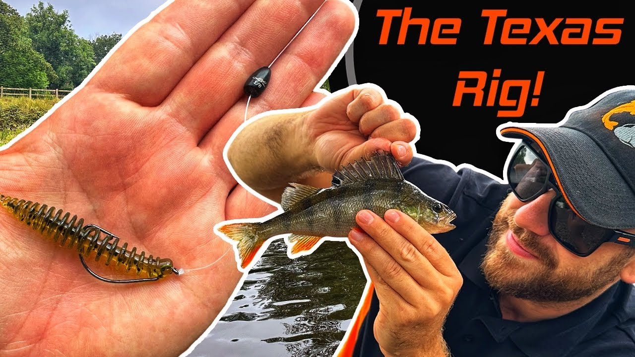 How To Target Perch Using The Texas Rig | Setup and Method