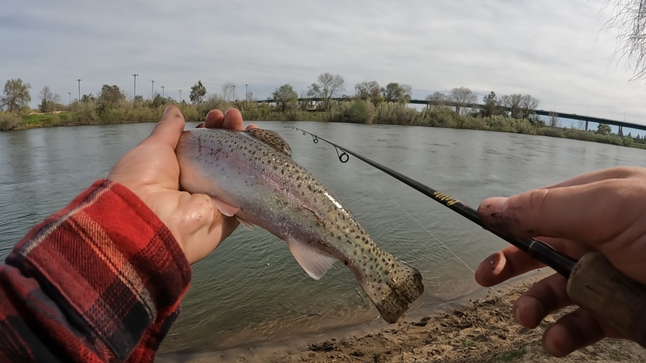 Feather River is SO EASY right now (Striper Fest 2026)