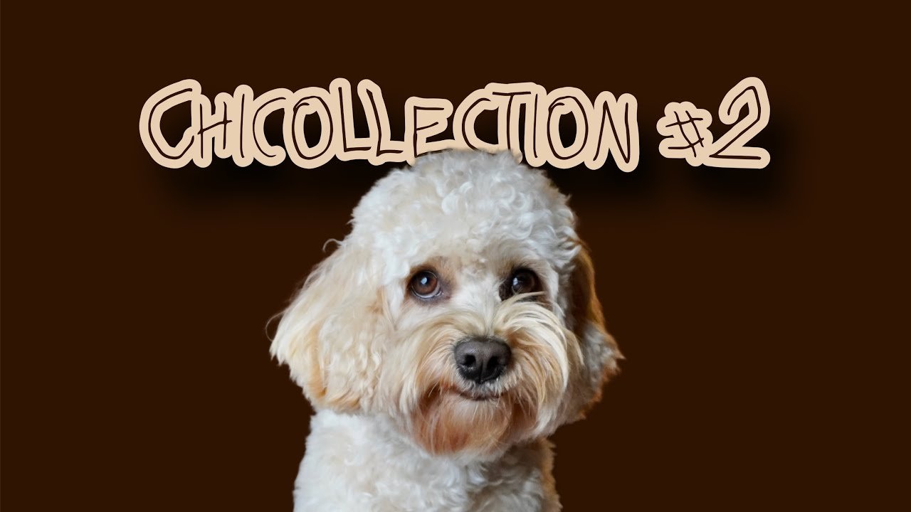 CHICOLLECTION Parte 2 - CHICO