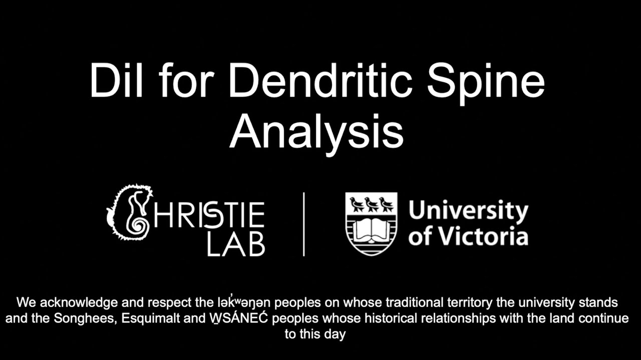 DiI for Dendritic Spine Analysis