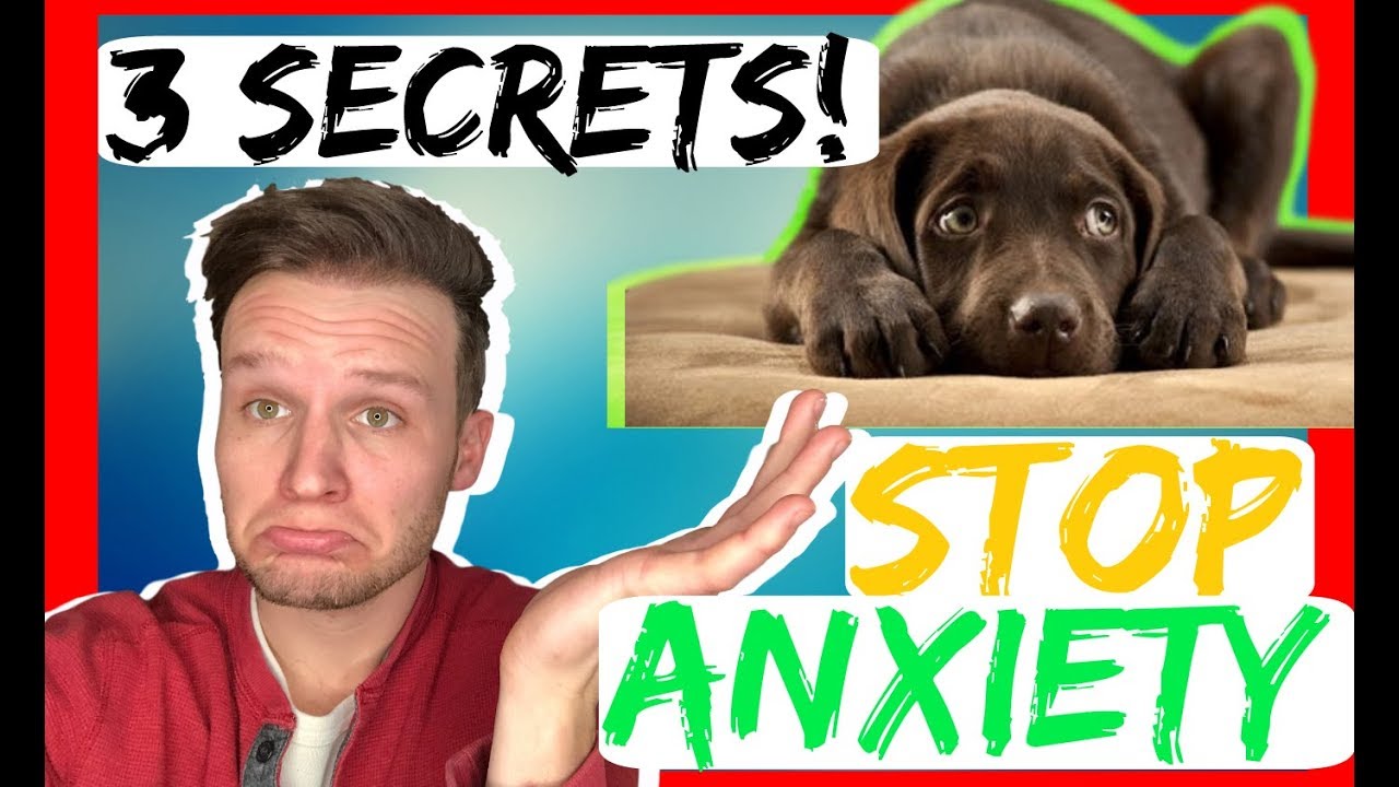 How to stop dog anxiety - 3 Secret tips - dog anxiety training that works fast!