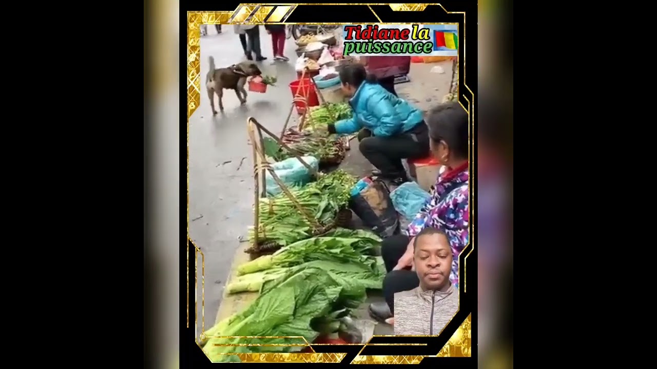 Un chien intelligent fait les achats au Marché