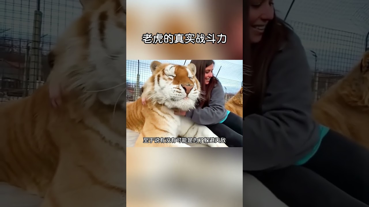 老虎的真實戰鬥力有多強？#shorts #動物世界  #動物科普 #老虎
