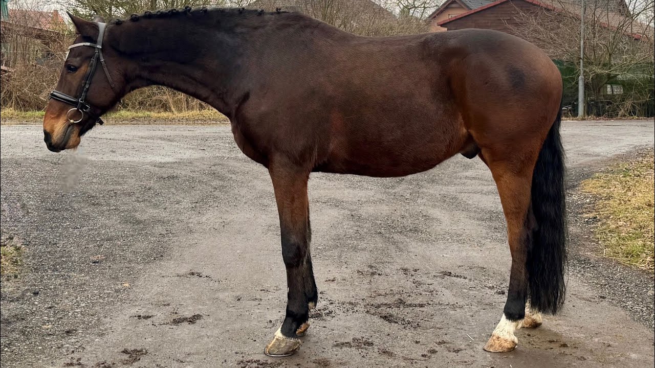 *HUNTER/TEACHER*GIMMIE, 2015, gelding by Clarcon (Casall) @ANSporthorses 