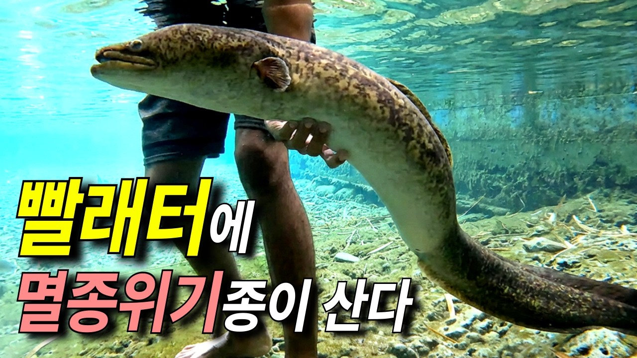 동네 빨래터에 멸종위기종이 수십 년째 사는 이유