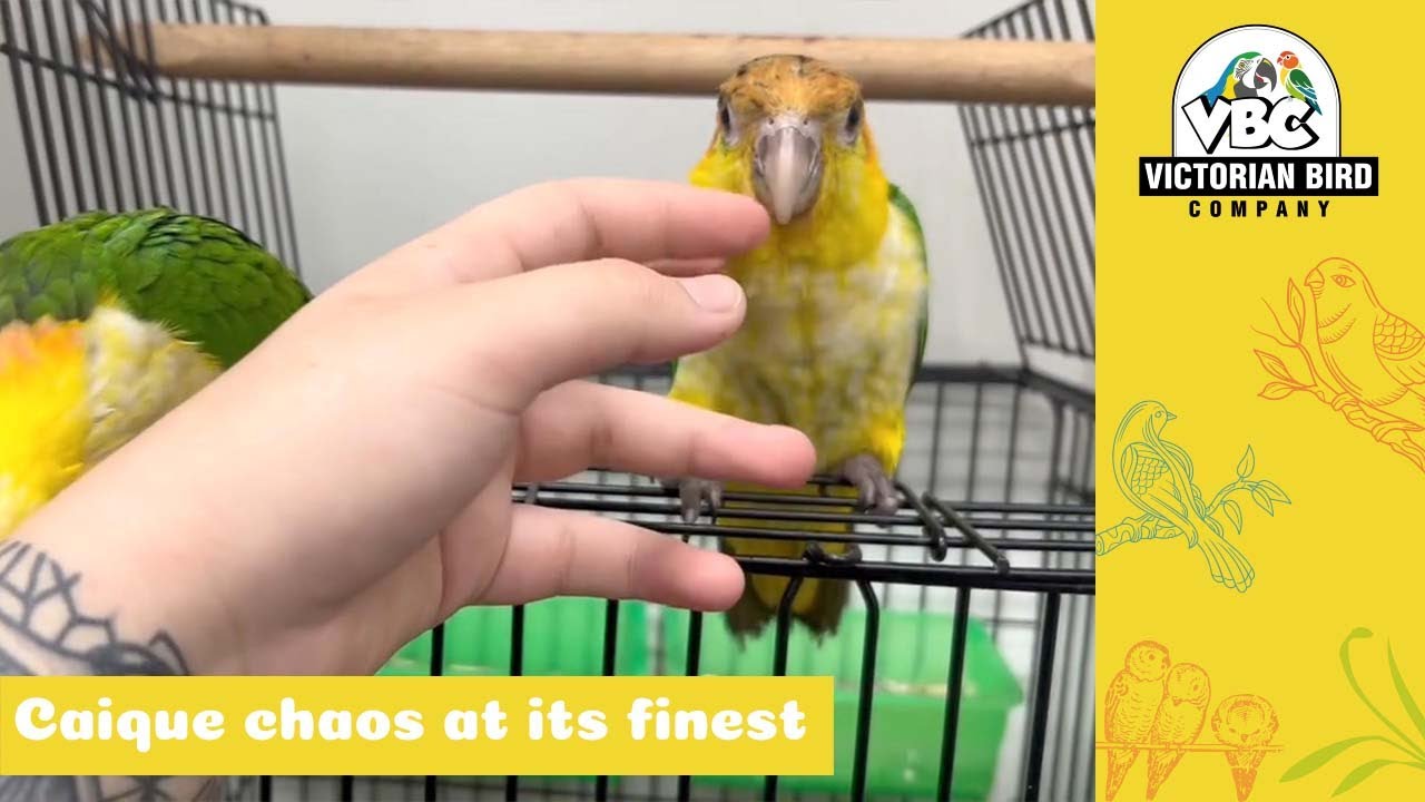 Crazy Caiques | Victorian Bird Co