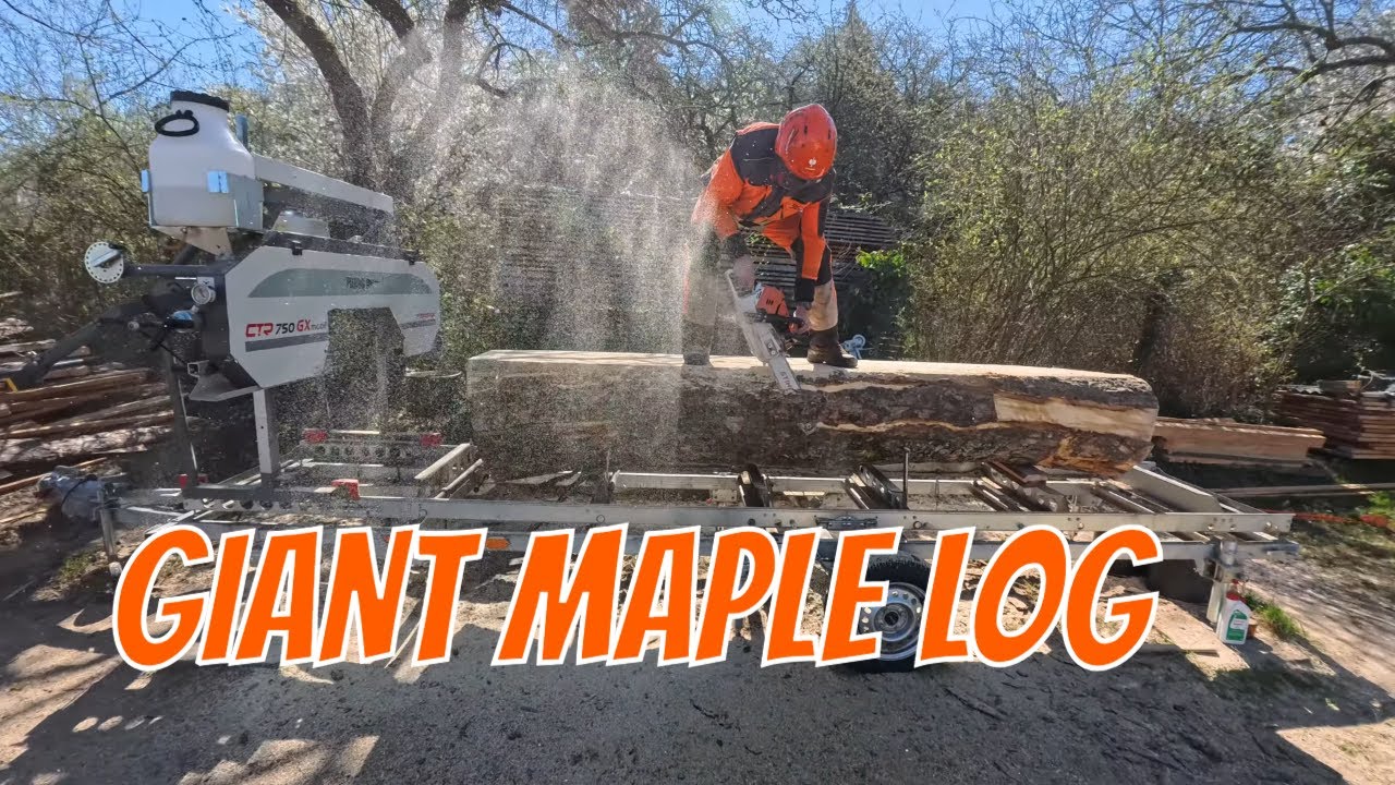 MASSIVE MAPLE LOG - Milling video - Velký javor a pásová pila PILOUS