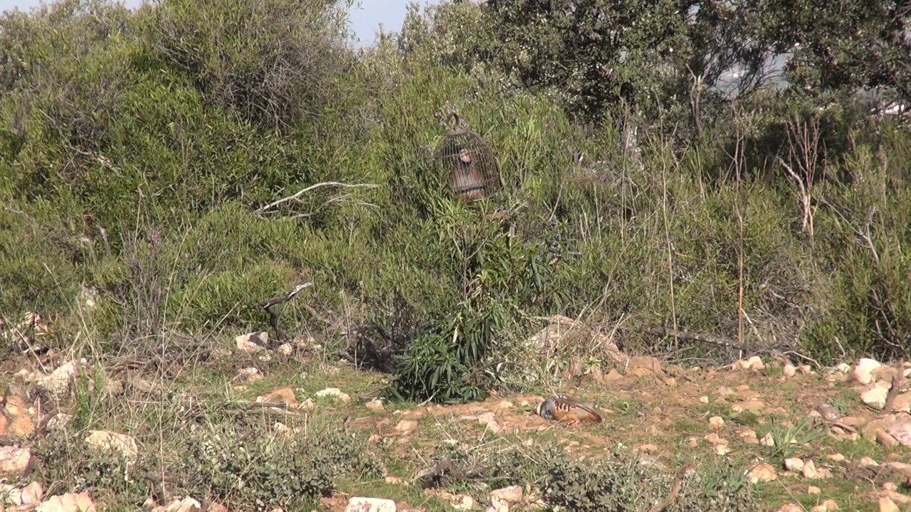 PERDIZ Y RECLAMO Talabante 23-02-2019