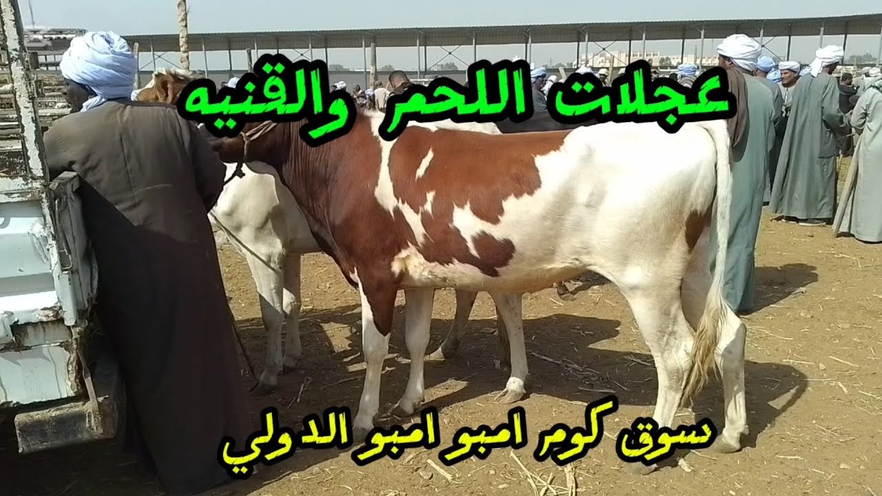 اسعارالبقراللحم وعجلات القنيه داخل سوق دراو ١٢ مارس ٢٠٢٦