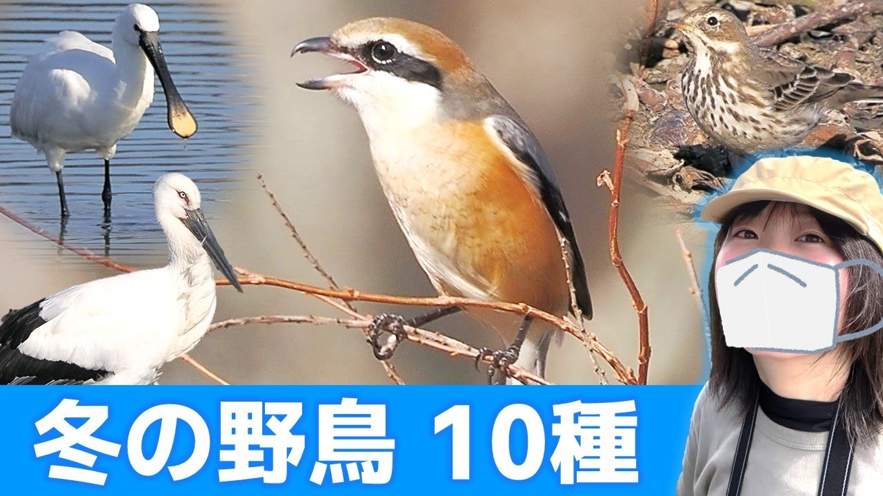 モズの鳴き声♪冬は鳥がいっぱい！【野鳥撮影vlog】