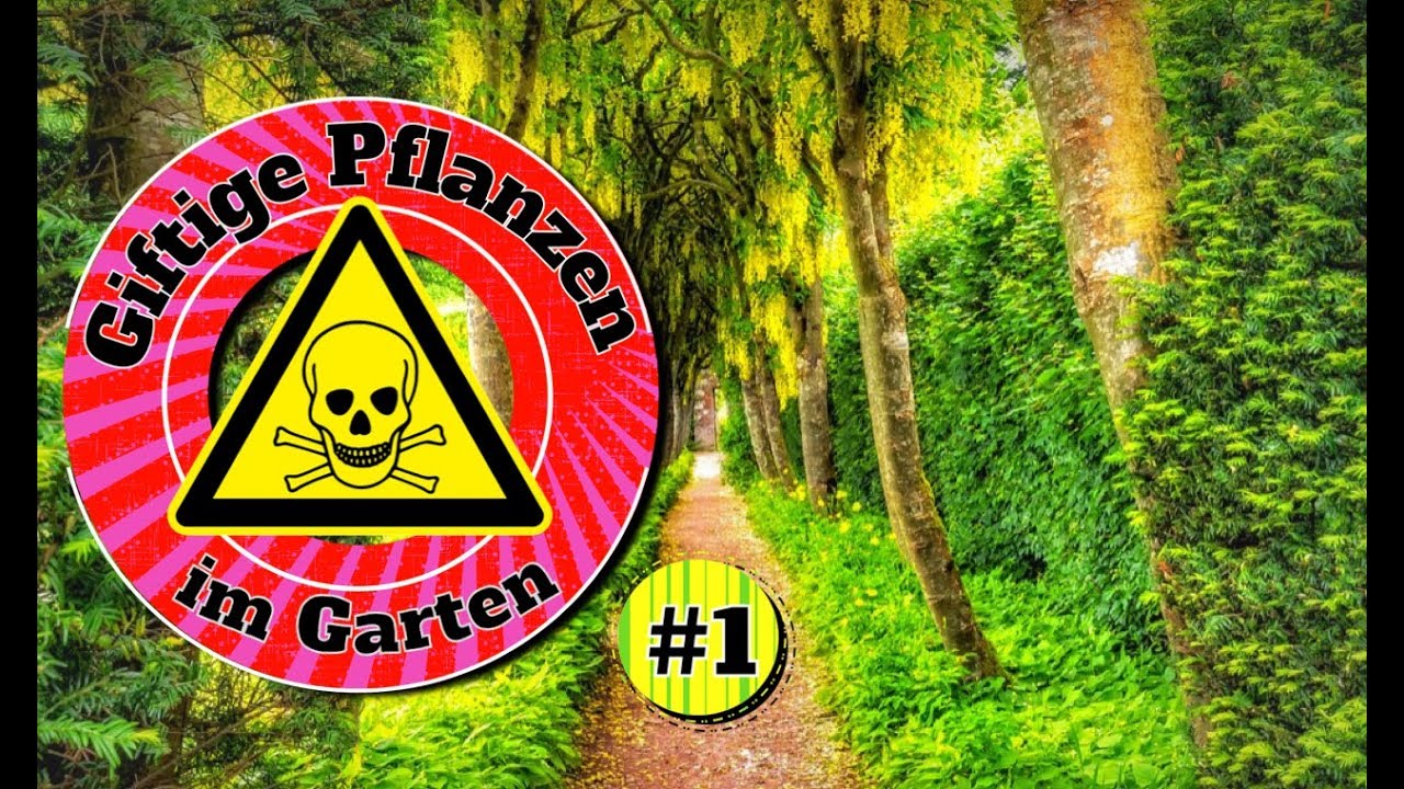Giftpflanzen - im Garten | giftige Pflanzen - die ihr kennen solltet | 5 giftige - Pflanzen