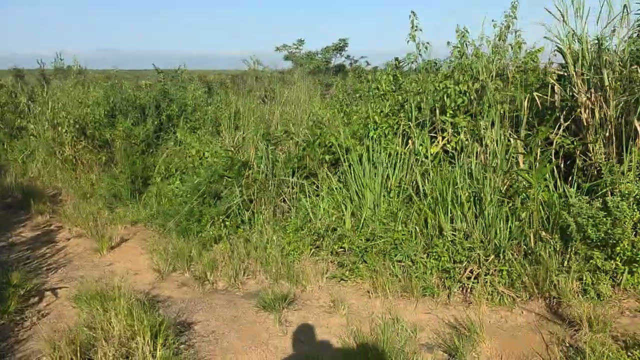 Farming life resumes in #Maluku #Kinshasa ,let's connect on WhatsApp +243900998557 | #Congo 