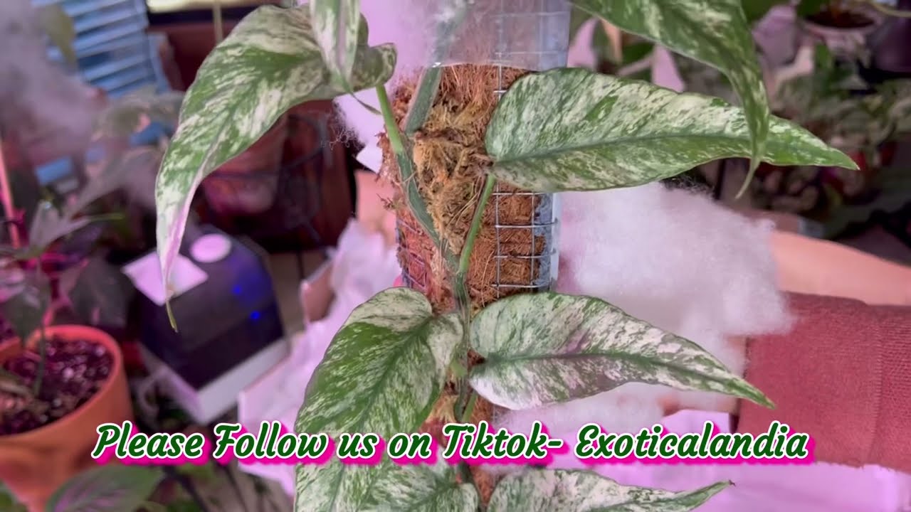 Cebu Blue Variegated Ghost - Epipremnum Pinnatum Cebu Blue Variegated Ghost Super Rare Aroid of 2022