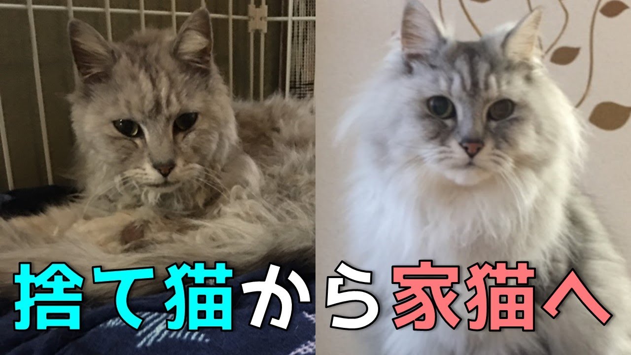 【捨て猫から家猫へ〜再びの幸せ〜】保護からの記録総まとめ
