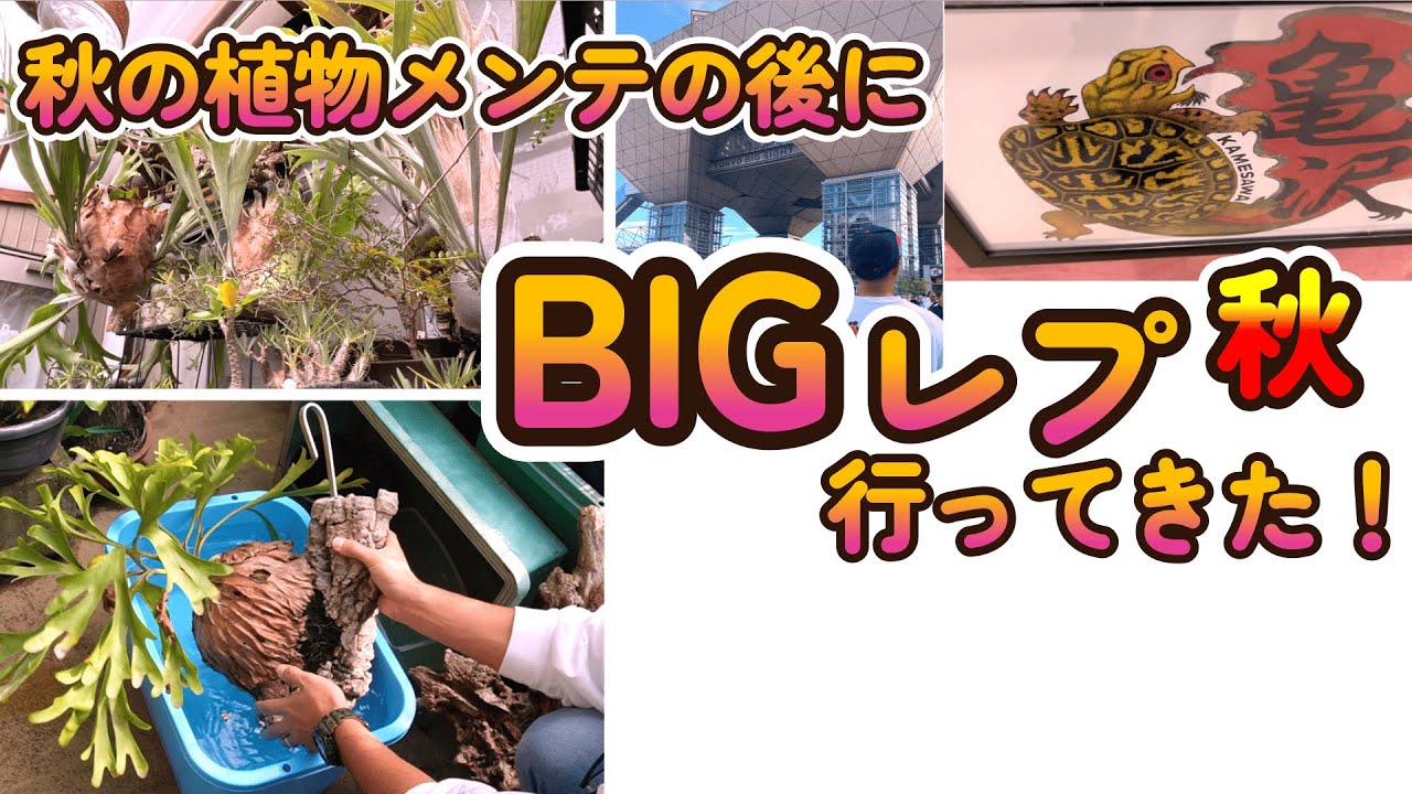 植物メンテの後にBIGレプに行ってきました！