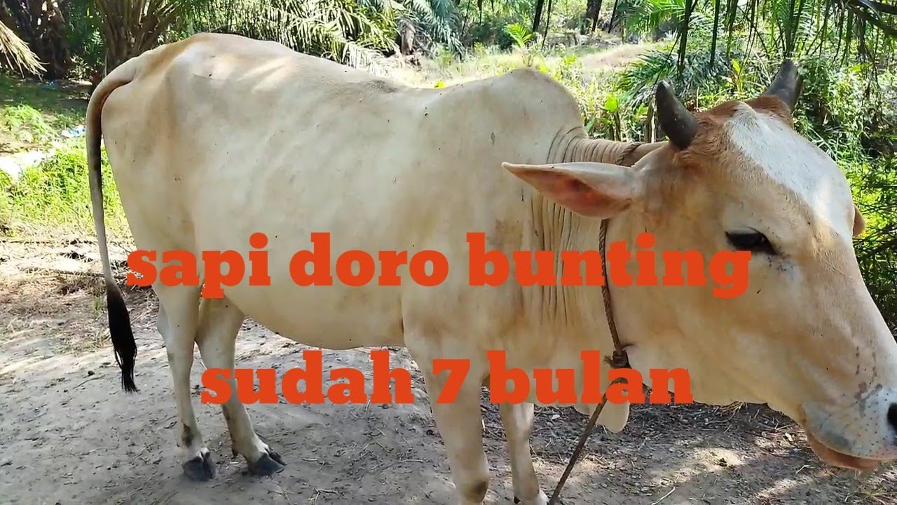 sapi bunting 7 bulan