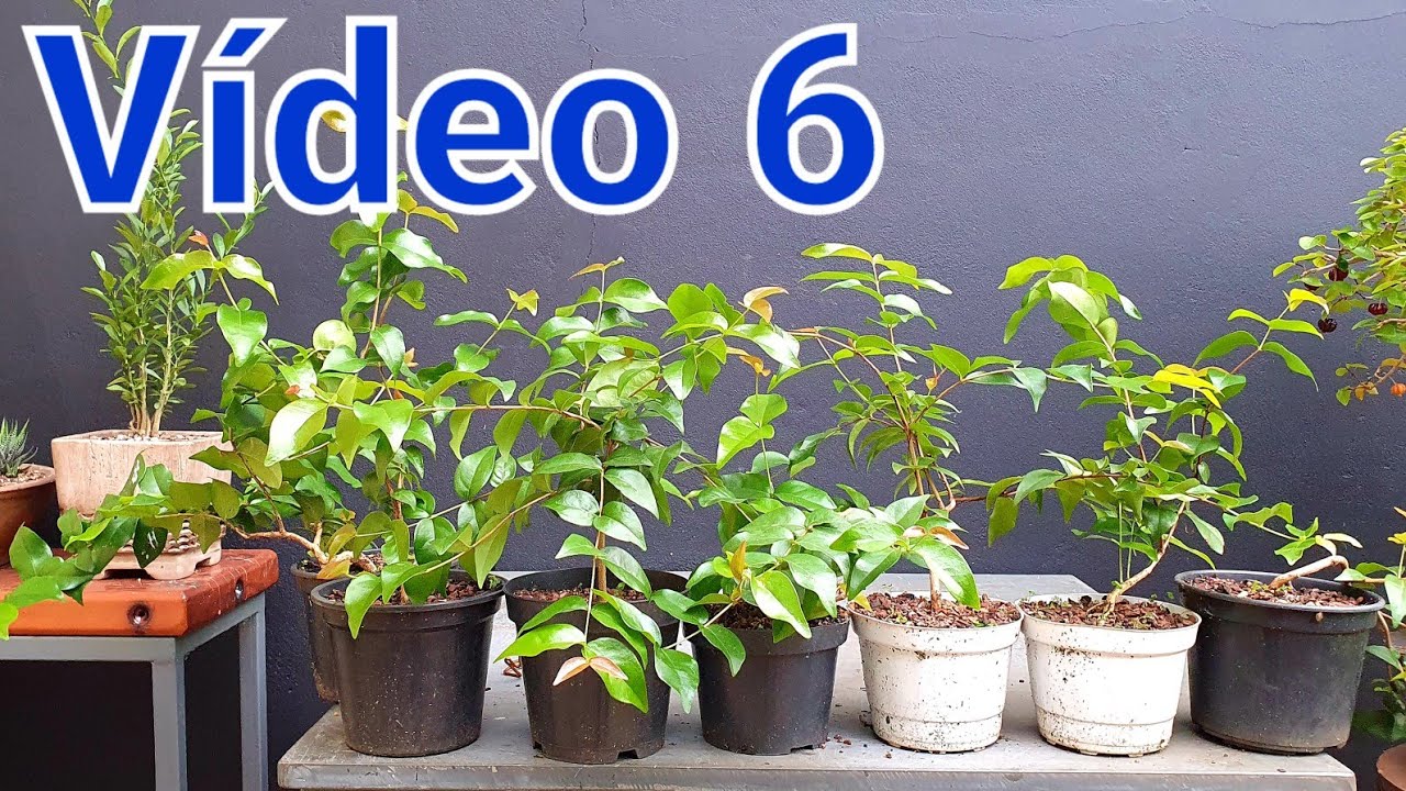 Bonsai de Pitanga desde semente - Vídeo 6