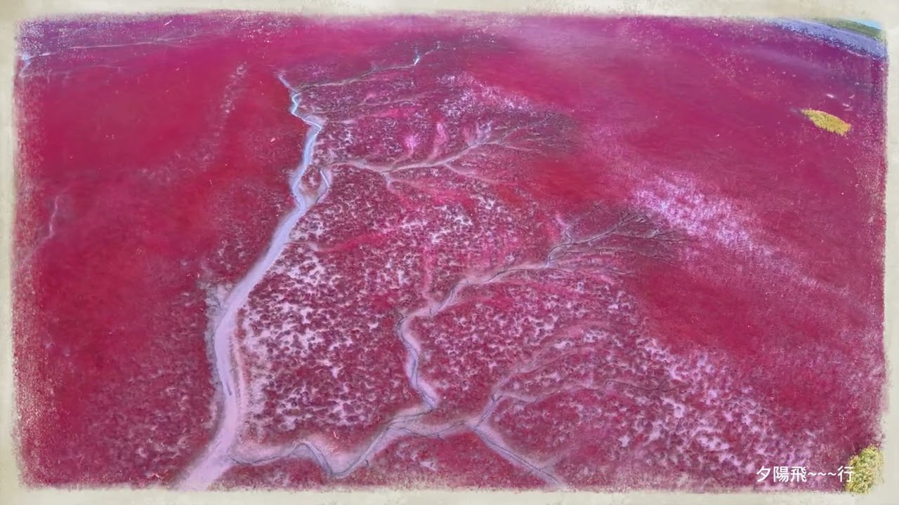 盤錦  紅海灘潮汐樹